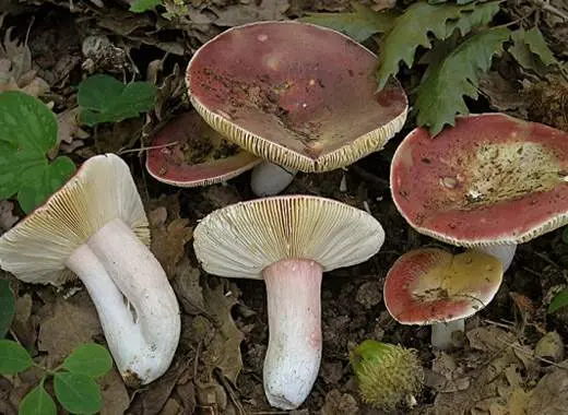 What edible russula look like: photo