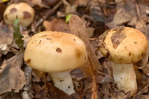 What edible russula look like: photo