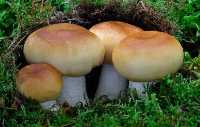 What edible russula look like: photo