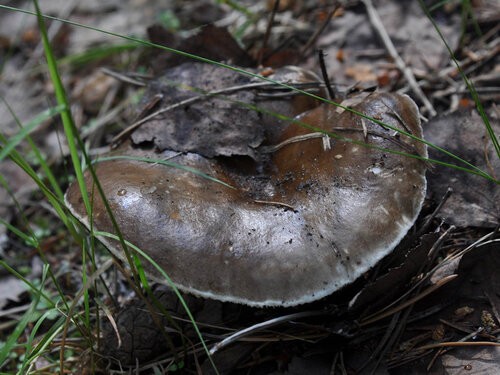 What edible russula look like: photo