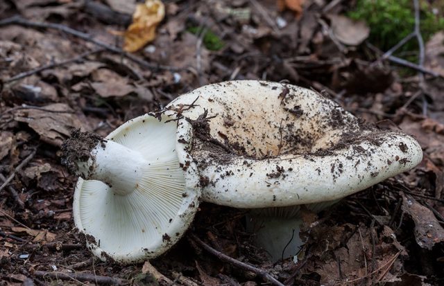 What edible russula look like: photo