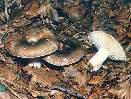 What edible russula look like: photo