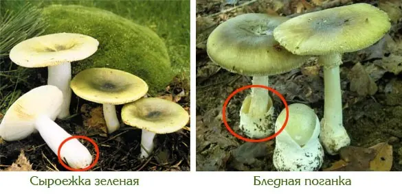 What edible russula look like: photo