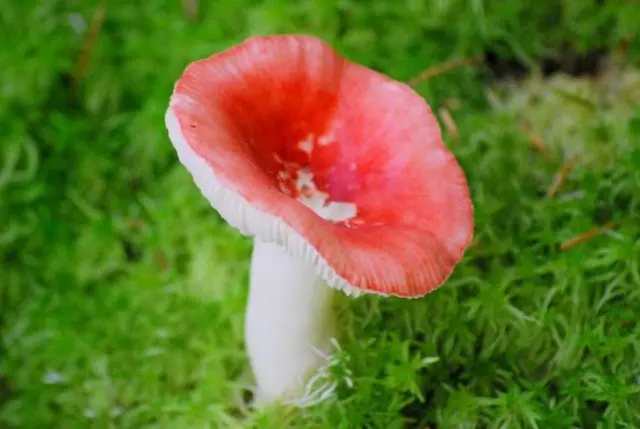 What edible russula look like: photo