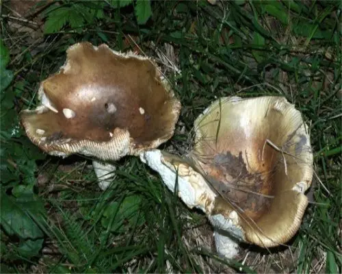 What edible russula look like: photo