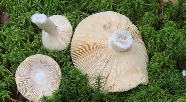 What edible russula look like: photo