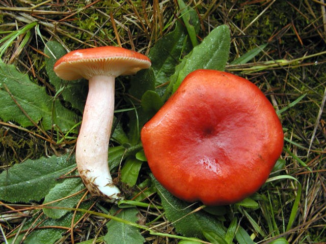 What edible russula look like: photo