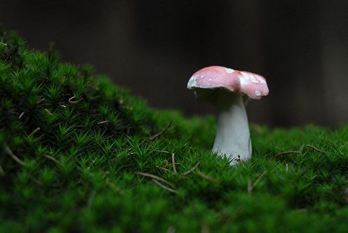 What edible russula look like: photo