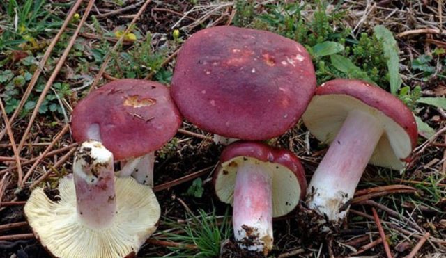 What edible russula look like: photo