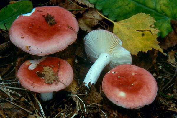 What edible russula look like: photo