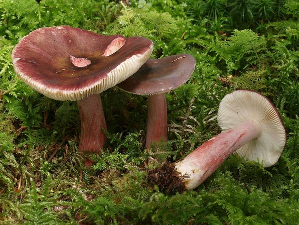 What edible russula look like: photo