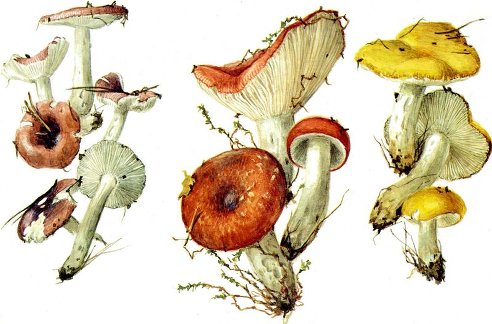 What edible russula look like: photo