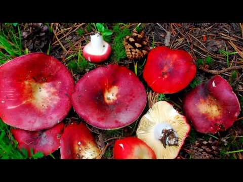 What edible russula look like: photo