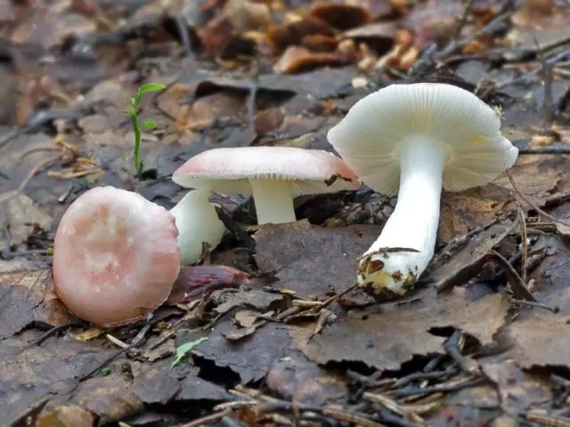 What edible russula look like: photo