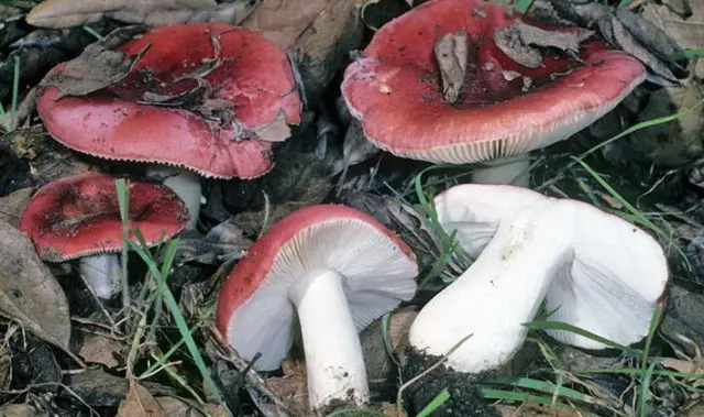 What edible russula look like: photo