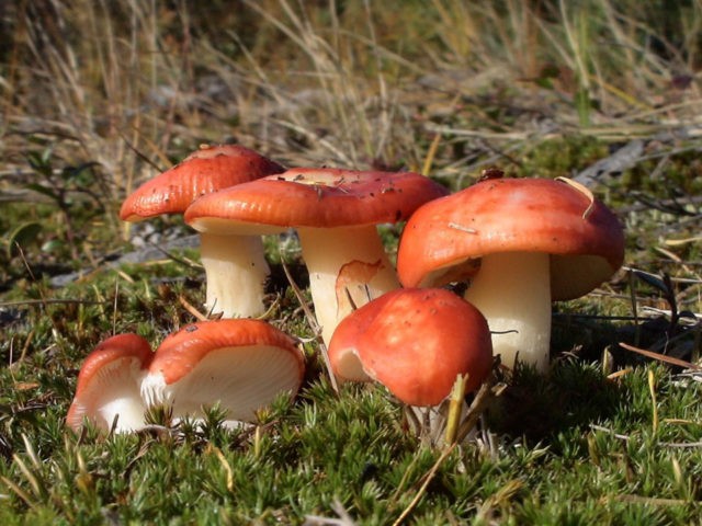 What edible russula look like: photo