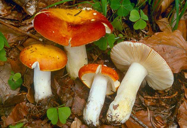 What edible russula look like: photo