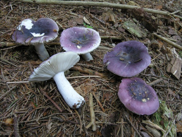 What edible russula look like: photo