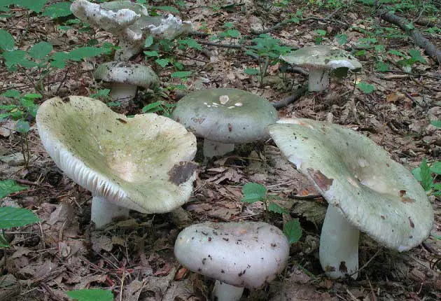 What edible russula look like: photo