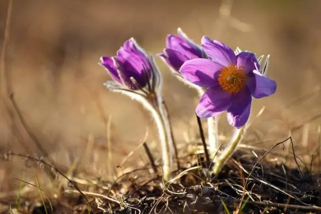 What flowers can be planted in autumn 