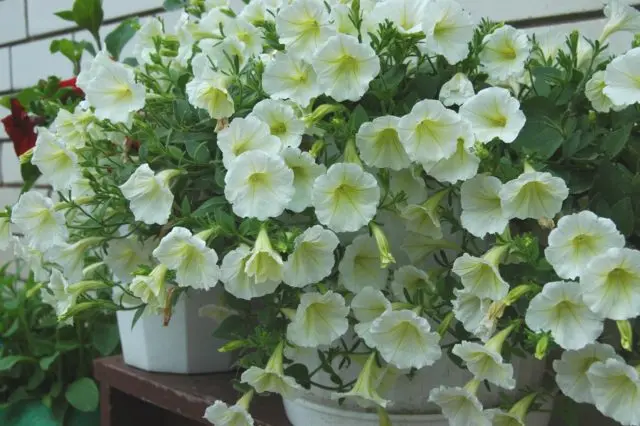 What flowers look like petunia: photo with names