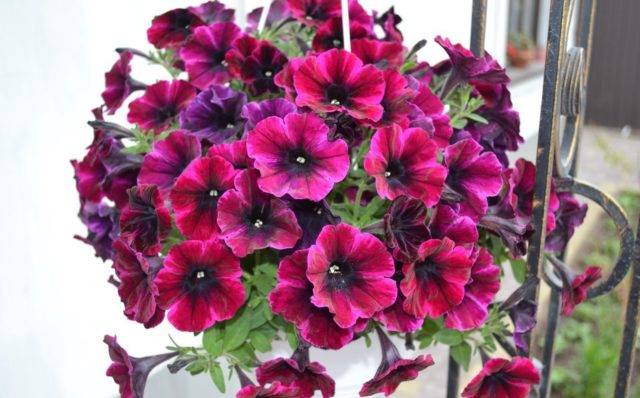 What flowers look like petunia: photo with names