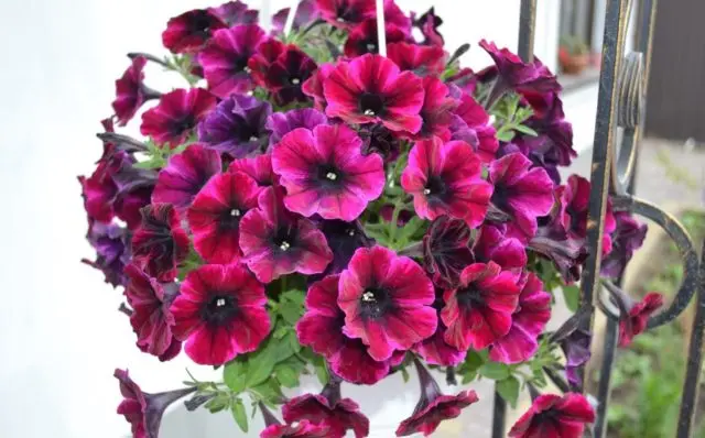 What flowers look like petunia: photo with names