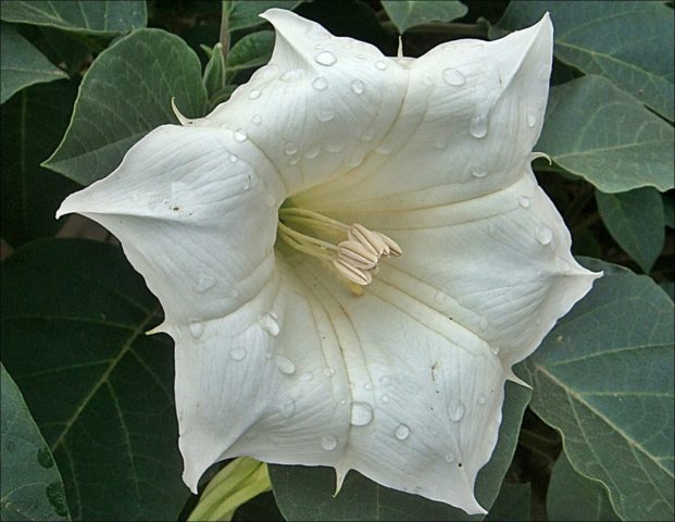 What flowers look like petunia: photo with names