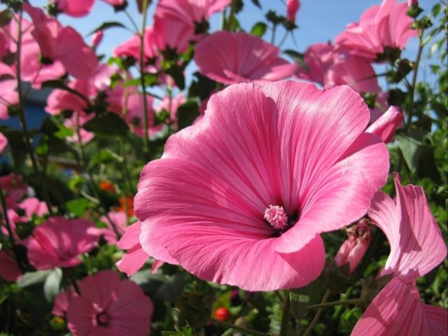 What flowers look like petunia: photo with names