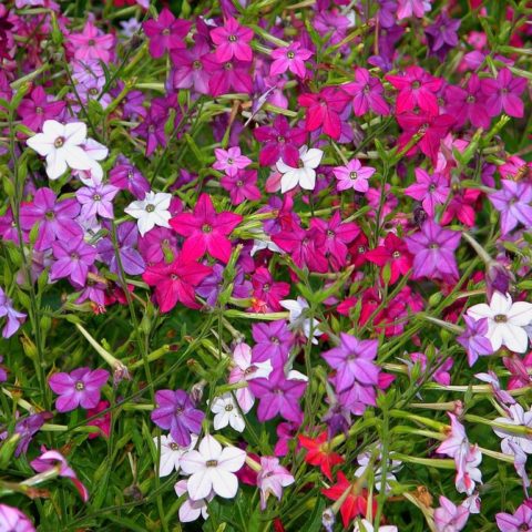 What flowers look like petunia: photo with names