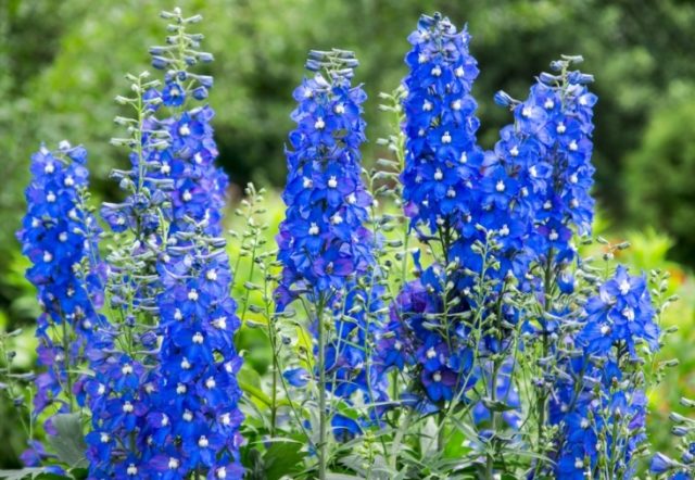 What flowers to plant in January for seedlings