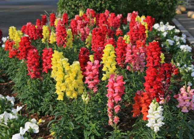 What flowers to plant in January for seedlings