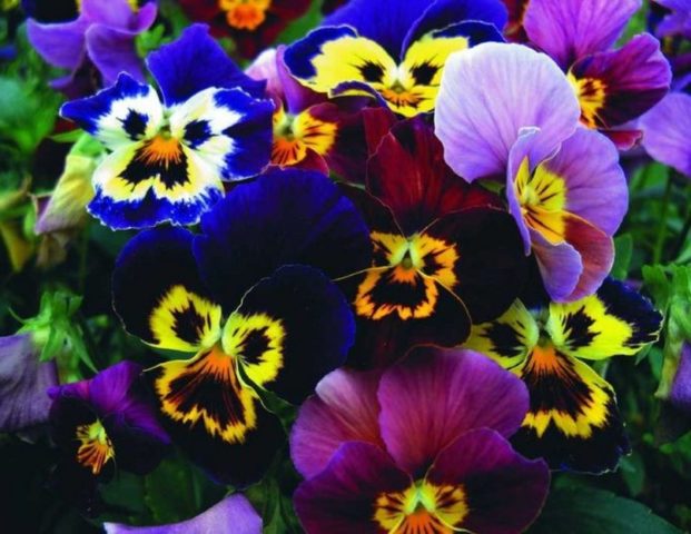 What flowers to plant in January for seedlings