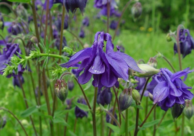 What flowers to plant in January for seedlings