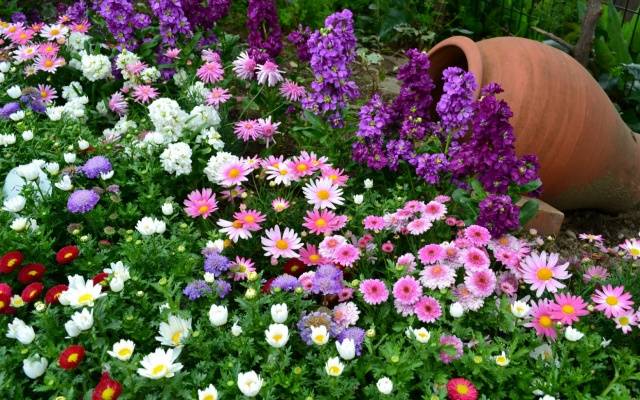 What flowers to plant in the fall in the country 