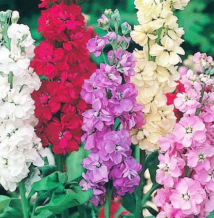 What flowers to plant in the fall in the country 