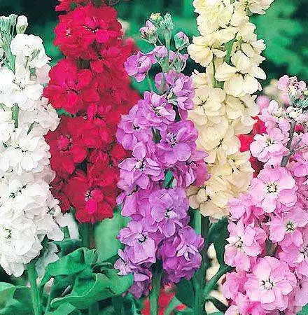 What flowers to plant in the fall in the country 