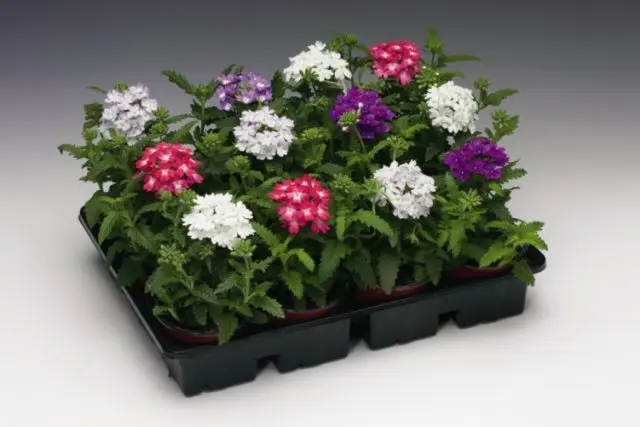 What flowers to sow for seedlings in December