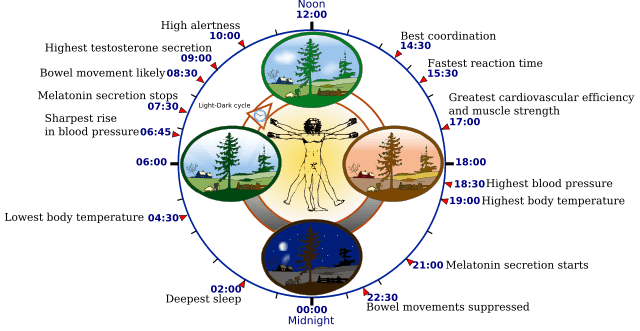 What happens in your body when your body is running low on melatonin?