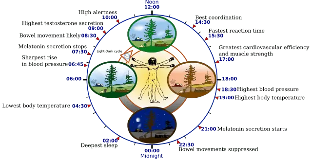 What happens in your body when your body is running low on melatonin?