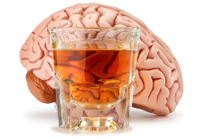 What happens to your brain when you drink? You will definitely limit your alcohol