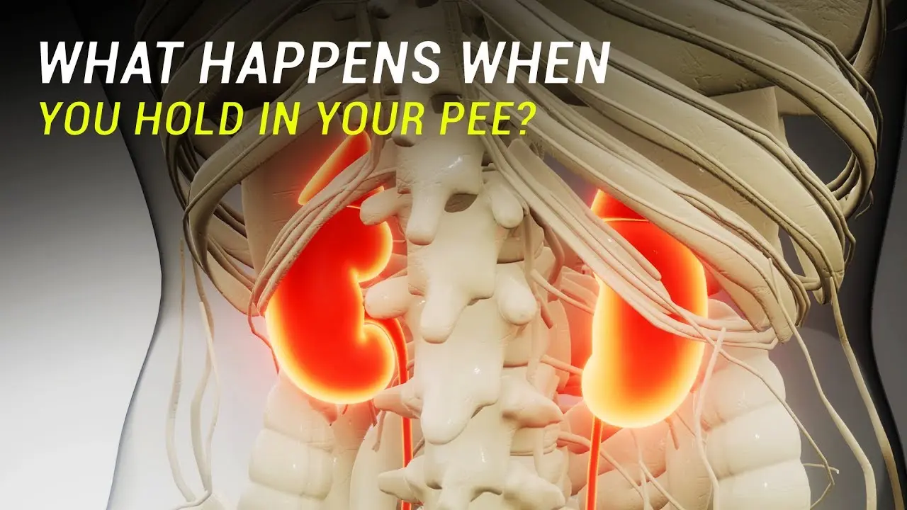 What happens when you hold urine for too long? The consequences can be serious