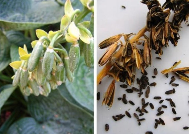 What hosta seeds look like: photos, how to collect and store