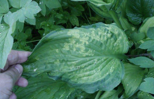 What hosta seeds look like: photos, how to collect and store