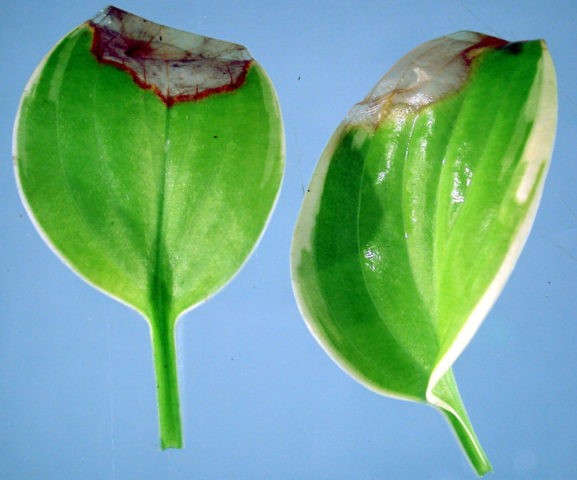 What hosta seeds look like: photos, how to collect and store