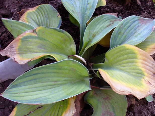 What hosta seeds look like: photos, how to collect and store