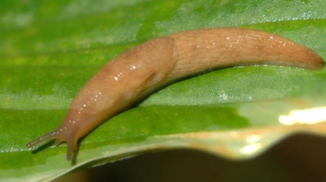 What hosta seeds look like: photos, how to collect and store