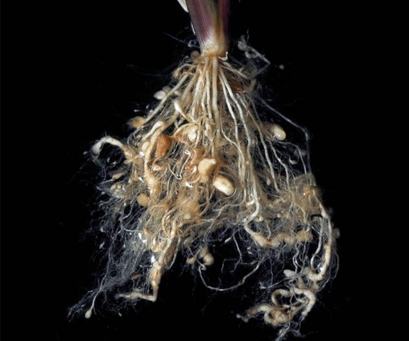 What hosta seeds look like: photos, how to collect and store