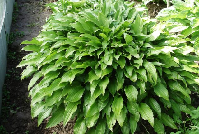 What hosta seeds look like: photos, how to collect and store