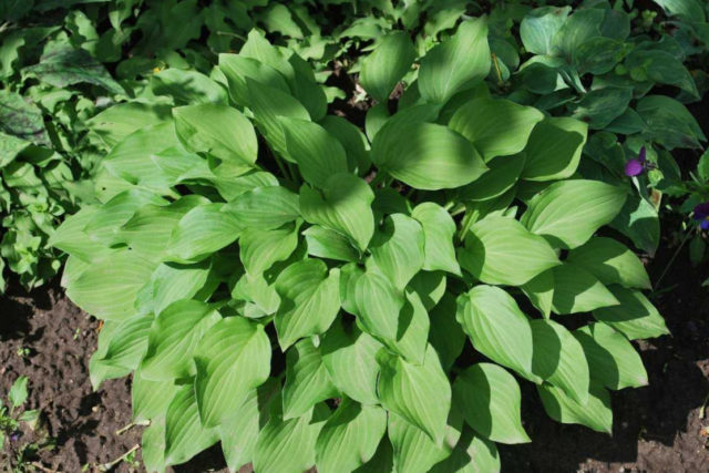 What hosta seeds look like: photos, how to collect and store